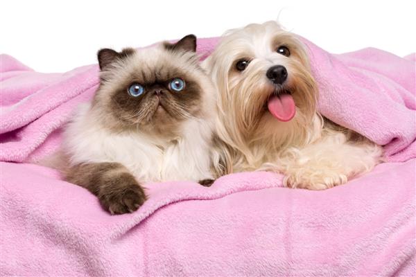 گربه رنگی فوک ایرانی ناز و سگ هاوانی شاد روی یک روتختی صورتی ملایم دراز کشیده است که قبل از پس زمینه سفید جدا شده است