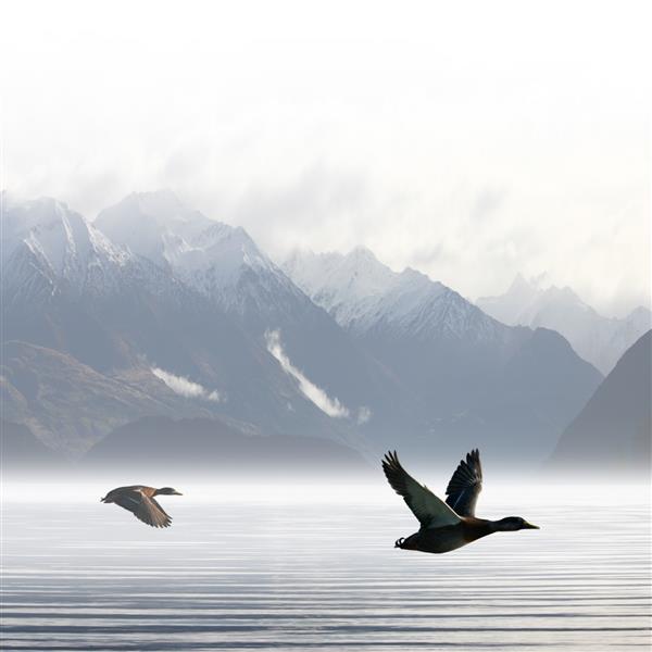 پرواز دو اردک بر فراز دریاچه