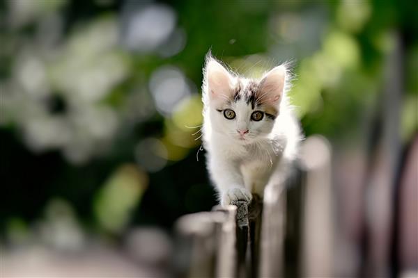 گربه روی حصار