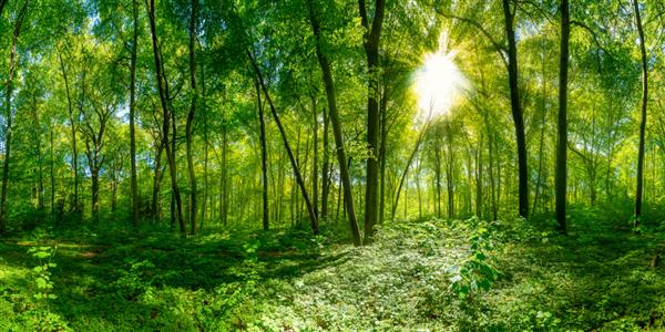 پانورامای جنگل با پرتوهای خورشید