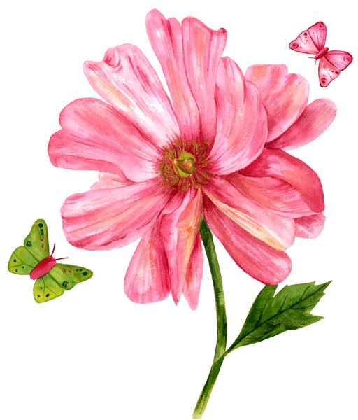 نقاشی آبرنگ از یک گل صد تومانی صورتی لطیف با یک برگ سبز و دو پروانه که با دست به سبک هنر گیاه شناسی قدیمی در زمینه سفید کشیده شده است قالب کارت تبریک با کپی اسپیس