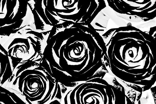 رز پس زمینه مشکی با سیلوئت های گل رز سیاه و سفید گل زیبا