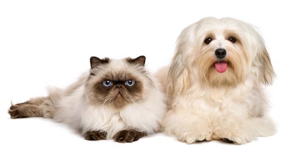 سگ هاوانس شاد و گربه ایرانی جوان در کنار هم جدا شده در پس زمینه سفید