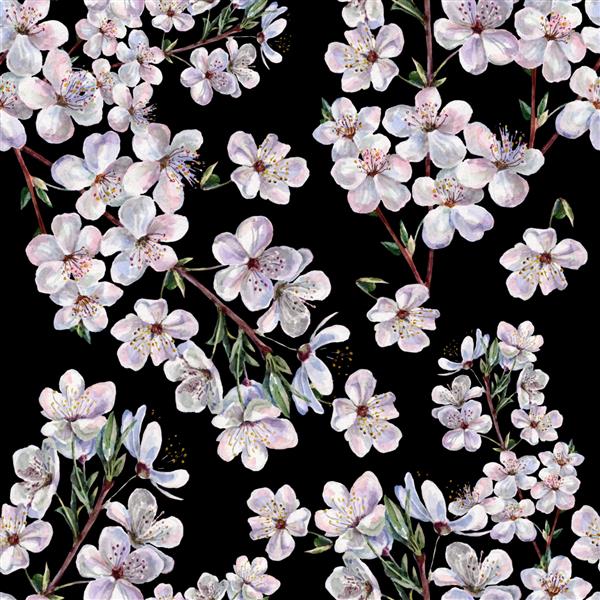 شاخه های آبرنگ گل های گیلاس را در زمینه مشکی الگوی بدون درز گل