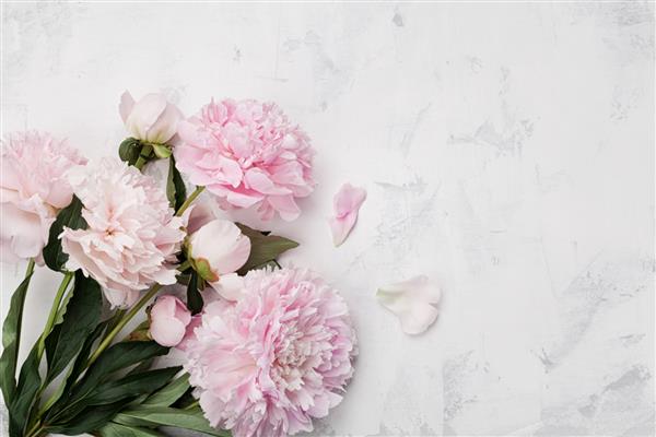 گل‌های گل صد تومانی صورتی زیبا روی پس‌زمینه سنگی سفید با فضای کپی برای نمای بالای متن و استایل تخت