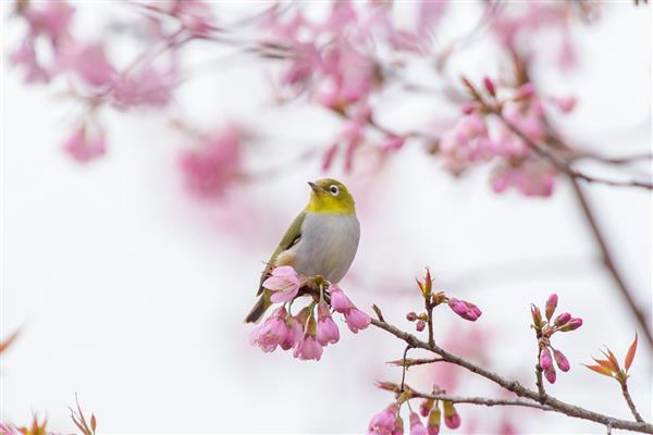 پرنده چشم سفید ژاپنی روی شاخه شکوفه گیلاس