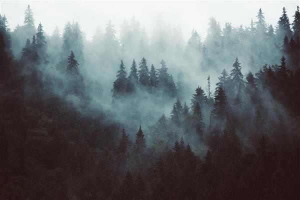 منظره مه آلود با جنگل صنوبر به سبک قدیمی قدیمی