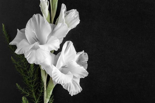 گل گلایول سفید در زمینه تیره کارت تسلیت جای خالی یک متن