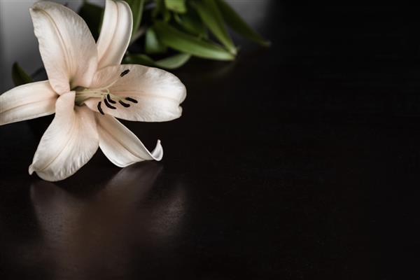 گل زنبق در پس زمینه تیره کارت تسلیت جای خالی یک متن