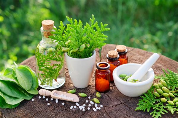 بطری های گلبول های هومیوپاتی Thuja occidentalis داروهای ماژور Plantago و ملات طب هومیوپاتی