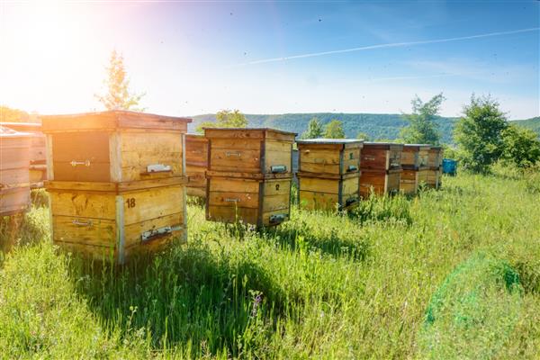 کندوها در زنبورستان با زنبورهایی که به سمت تخته های فرود پرواز می کنند زنبورداری