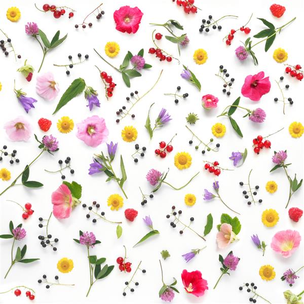 الگوی ترکیب از گیاهان گل‌های وحشی و انواع توت‌ها جدا شده روی پس‌زمینه سفید دراز صاف نمای بالا مفهوم تابستان بهار روز مادر 8 مارس