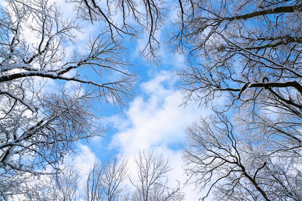 شاخه های درختان پوشیده از برف نمای پایین