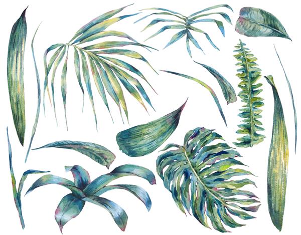 مجموعه تابستانی از برگ های استوایی سبز آبرنگ عجیب و غریب مجموعه طبیعی گیاه شناسی تصویر جدا شده
