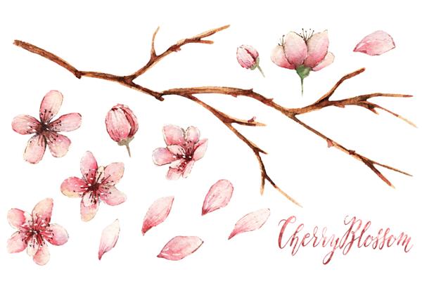 شکوفه گیلاس تصویر بهار آبرنگ کارت برای شما دست ساز عناصر مختلف گلبرگ شاخه جوانه گل