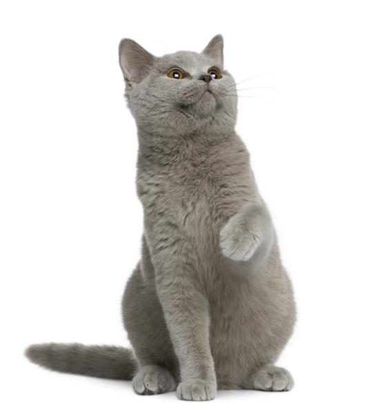 گربه مو کوتاه بریتانیایی 7 ماهه نشسته در مقابل پس زمینه سفید