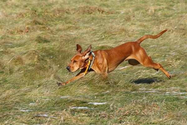 دویدن سگ شکاری