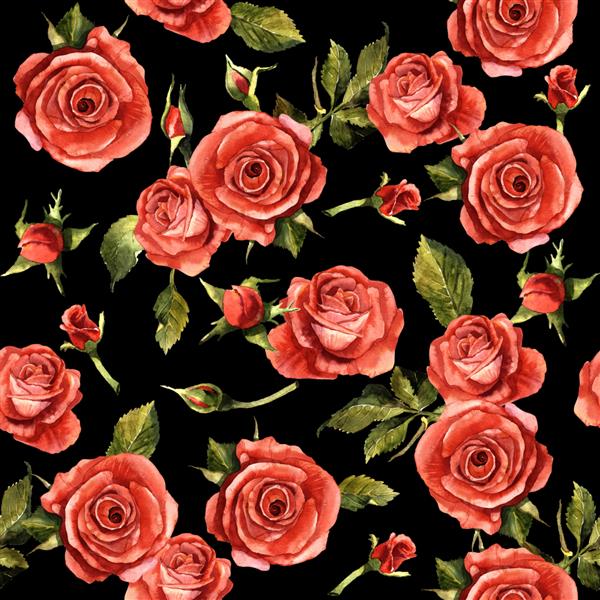 الگوی گل رز گل وحشی در سبک آبرنگ جدا شده نام کامل گیاه رز قرمز هلتمیا رزا گل وحشی آکوارل برای پس زمینه بافت الگوی لفاف قاب یا حاشیه