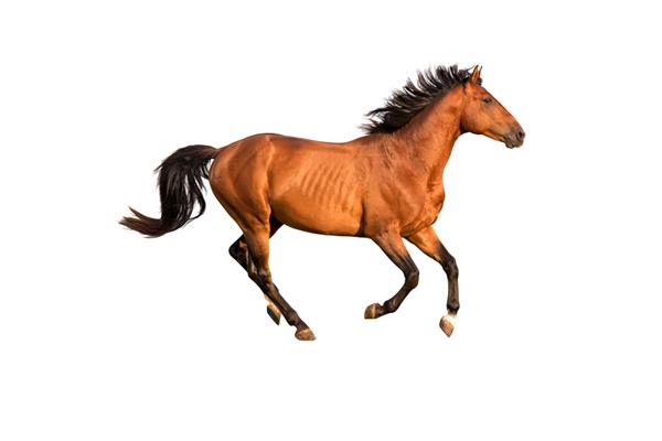 اسب قرمز اصیل جدا شده در پس زمینه سفید