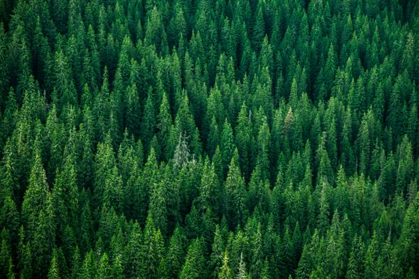 نمای بالایی از بالای درختان جنگل های مخروطی در Carpathians