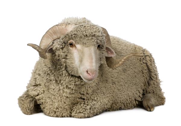 گوسفند آرل مرینو قوچ 1 ساله نشسته در مقابل پس زمینه سفید