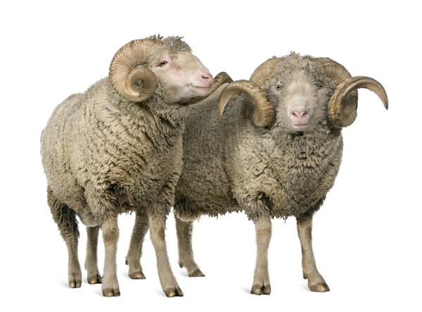 دو گوسفند آرل مرینو قوچ در مقابل پس زمینه سفید ایستاده اند