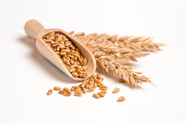 دانه گندم در قاشق چوبی و دسته ای از خوشه های گندم جدا شده روی سفید مفهوم تامین غذا رژیم گیاهخواری کربوهیدرات ها و مواد مغذی