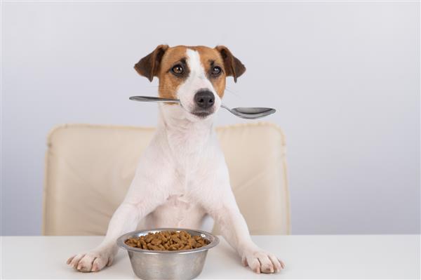 سگ جک راسل تریر پشت میز شام با یک کاسه غذای خشک می نشیند و یک قاشق را در دهانش نگه می دارد