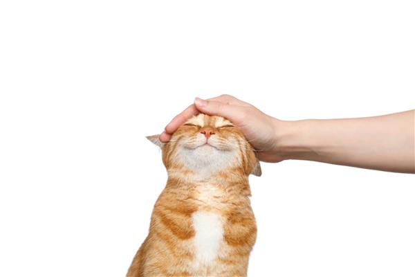دست زن در حال نوازش گربه زنجبیلی در زمینه سفید جدا شده