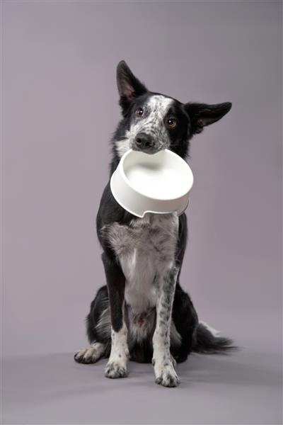 سگی که یک کاسه خالی در دست دارد Happy Border Collie در پس‌زمینه خاکستری در استودیو تغذیه حیوان خانگی