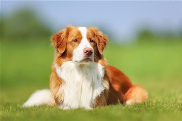 نژاد اصیل قهوه ای و سفید Nova Scotia Duck Tolling Retriever