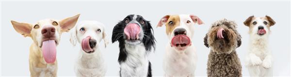 بنر شش سگ گرسنه که لب هایش را با زبان بیرون می لیسند و منتظر خوردن غذا هستند جدا شده در زمینه سفید