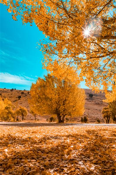 این عکس صبحگاهی در سروهای لبنان در فصل پاییز گرفته شده است