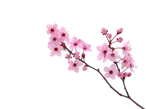 شکوفه های گیلاس صورتی بهاری شاخه درخت گیلاس با گل های صورتی بهاری جدا شده روی سفید