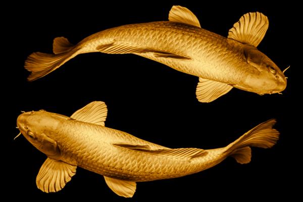 ماهی کوی به دور حلقه دایره طلایی می شود تا نماد نماد زنده باد خوش شانس یا بی نهایت ایزوله شده روی پس زمینه سیاه باشد