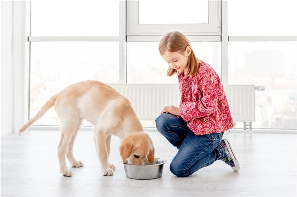 دختر بچه دوست داشتنی در خانه به سگ زیبایش غذا می دهد