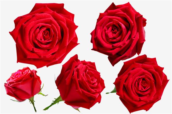 مجموعه ای از گل رز زیبا گل رز قرمز جدا شده در پس زمینه سفید