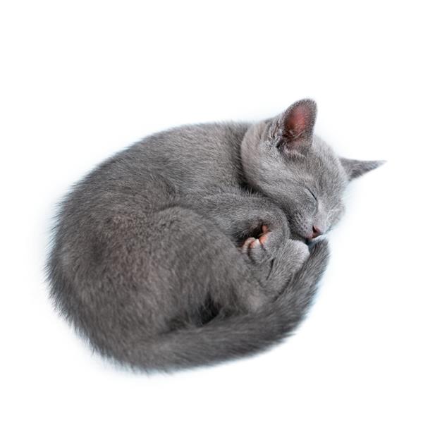 بچه گربه خواب نژاد آبی روسی در زمینه سفید