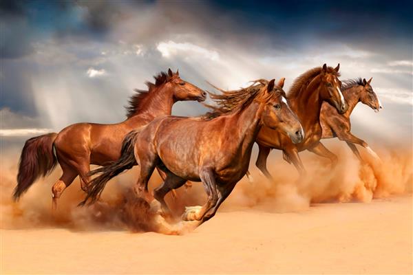 تصویر اسب های در حال دویدن