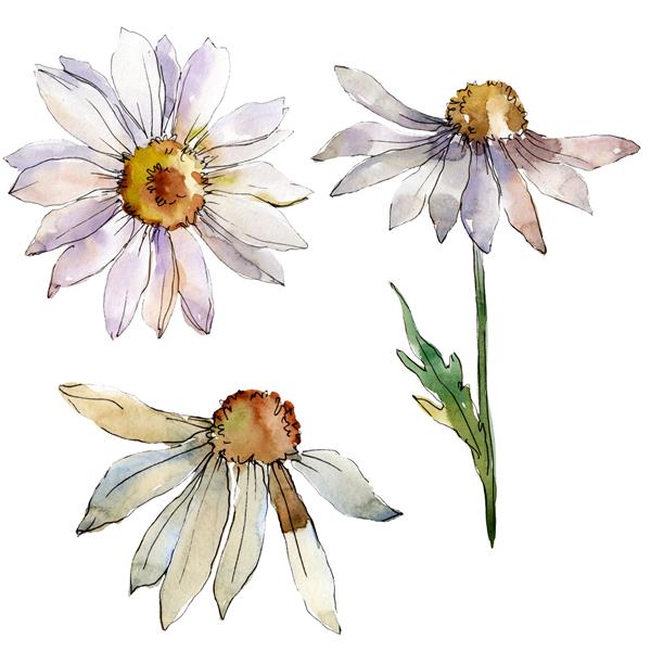 گل گیاهی گل دیزی سفید گل وحشی برگ وحشی بهار جدا شده است مجموعه تصویر پس زمینه آبرنگ آکواریل مد طراحی آبرنگ عنصر تصویر بابونه جدا شده