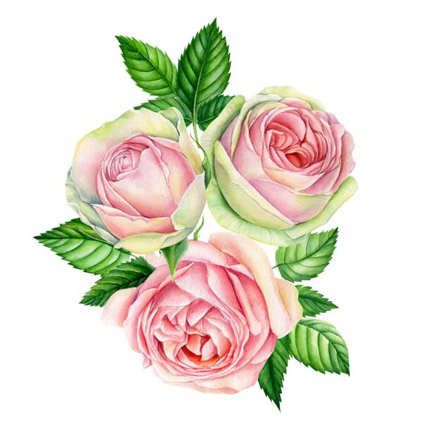 گلهای بهاری صورتی رزهای آبرنگ پرنعمت جدا شده در پس زمینه سفید مجموعه ای از عناصر کارت تبریک دسته گل تعطیلات عروسی