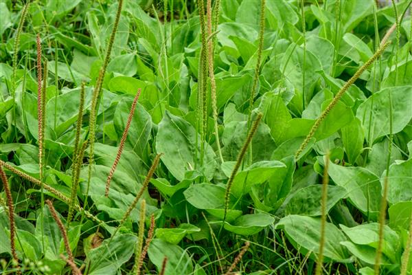 Plantago major Plantago Plantain fleaworts 3-5 رگبرگ موازی وجود دارد که در برگ پهن تر از هم جدا می شوند گل آذین روی ساقه های بلند با سنبله های کوتاه و گل های ریز متعدد گرده افشانی باد