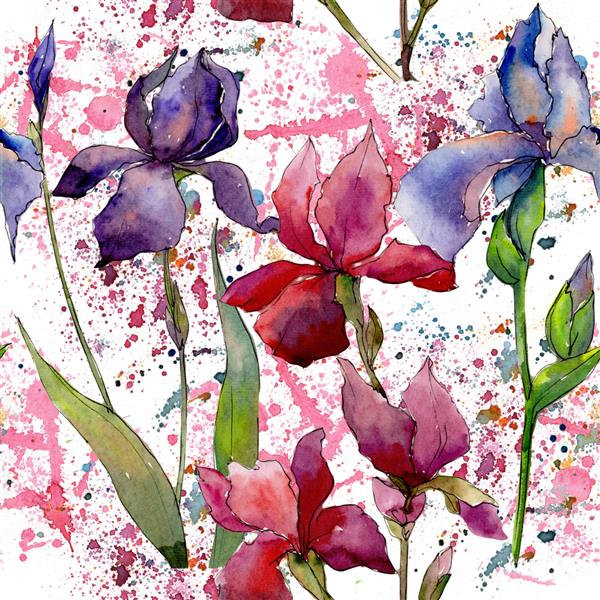 الگوی گل زنبق گل وحشی به سبک آبرنگ نام کامل گیاه زنبق گل وحشی آکوارل برای پس زمینه بافت الگوی لفاف قاب یا حاشیه