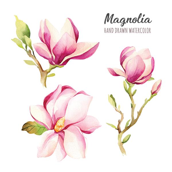 تصویر آبرنگ مگنولیا صورتی با گل با دست کشیده شده جدا شده از نزدیک درخت گلدار عناصر گل گیاه شناسی برای طراحی شما
