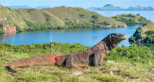 اژدهای کومودو Varanus komodoensis بزرگترین مارمولک زنده دنیا در زیستگاه طبیعی جزیره رینکا اندونزی