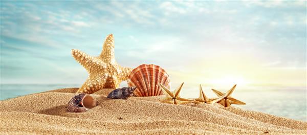 عکس تابستانی صدف در ساحل و فضای خالی برای دکوراسیون شما