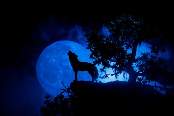 سیلوئت زوزه گرگ در برابر پس زمینه مه آلود با رنگ تیره و ماه کامل یا گرگ در شبح که به ماه کامل زوزه می کشد مفهوم ترسناک هالووین تمرکز انتخابی