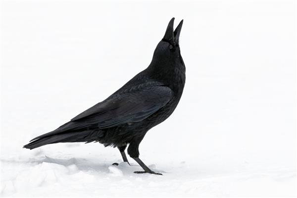 Raven Corvus corax یک پرنده بالغ تنها در برف ایستاده بود و دانه های برف را می گرفت جاسپر کانادا نوامبر