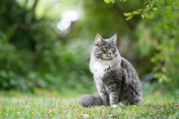 گربه مین کون آبی رنگی که بیرون از خانه در طبیعت روی چمن نشسته و باغ را تماشا می کند