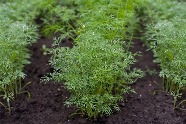 شوید تازه Anethum graveolens که روی بستر سبزیجات رشد می کند گیاه یک ساله خانواده Apiaceae پرورش گیاهان تازه گیاهان سبز در باغ کشاورزی اکولوژیکی برای تولید غذای سالم مفهوم